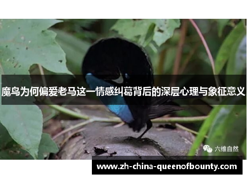 魔鸟为何偏爱老马这一情感纠葛背后的深层心理与象征意义